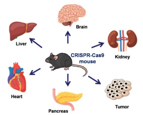 CRISPR-Cas9基因编辑技术构建肿瘤和衰老相关疾病动物模型